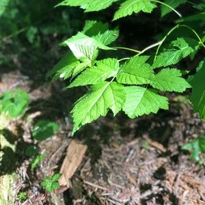 Meet your Posher, Cesar